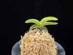 각왕산 覚王山 Kakuozan