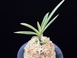 설인금 雪印錦 Seoringeum