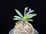 홍성 紅星 Hongseong
