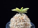 금강관 金綱冠 kongokan