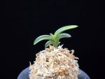 어신도 御神渡 Omiwatari
