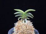 어신도 御神渡 Omiwatari