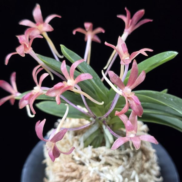 주홍성 朱紅星 Juhongseong