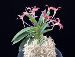 주홍성 朱紅星 Juhongseong