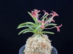 주홍성 朱紅星 Juhongseong