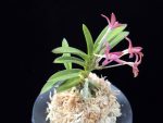 주홍성 朱紅星 Juhongseong