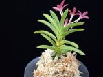 주홍성 朱紅星 Juhongseong