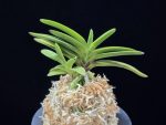 주홍성 朱紅星 Juhongseong