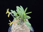 황옥 黃玉 Hwangok