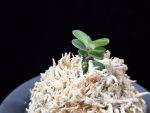 풍천 豊天 Pungcheon (Homeiden+Tengyokuho)