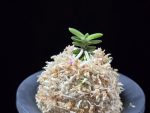 풍천 豊天 Pungcheon (Homeiden+Tengyokuho)