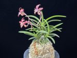 금은홍매 金銀紅梅 KinginKobai (Kinginrasha*Kobai)