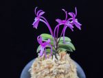 자홍 紫紅 Jahong