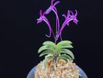 자홍 紫紅 Jahong