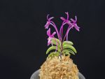 자홍 紫紅 Jahong