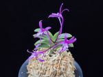 자홍 紫紅 Jahong