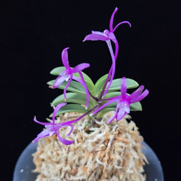 자홍 紫紅 Jahong