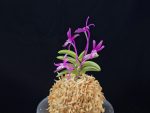 자홍 紫紅 Jahong