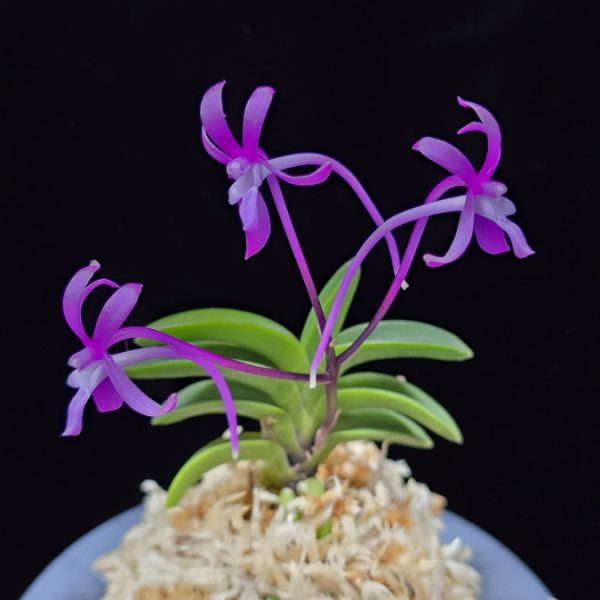 자홍 紫紅 Jahong