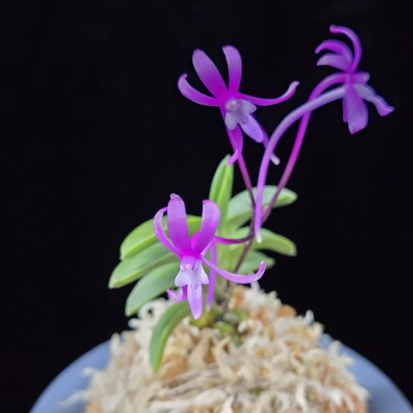 자홍 紫紅 Jahong