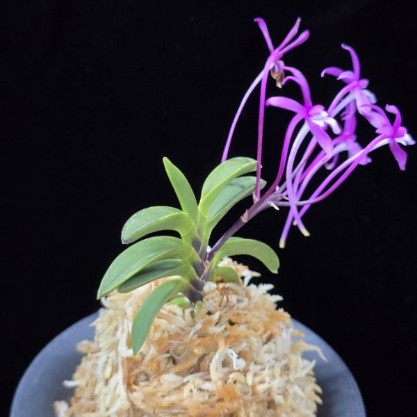 대풍해 大楓海 Daepunghae (Onamiseikai Benikaedae)