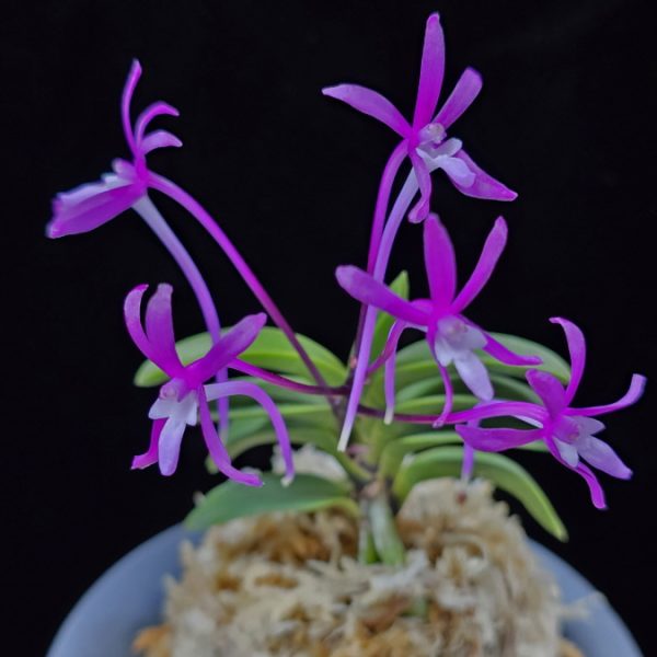 자홍 紫紅 Jahong