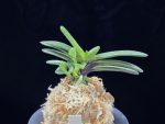 황옥 黃玉 Hwangok