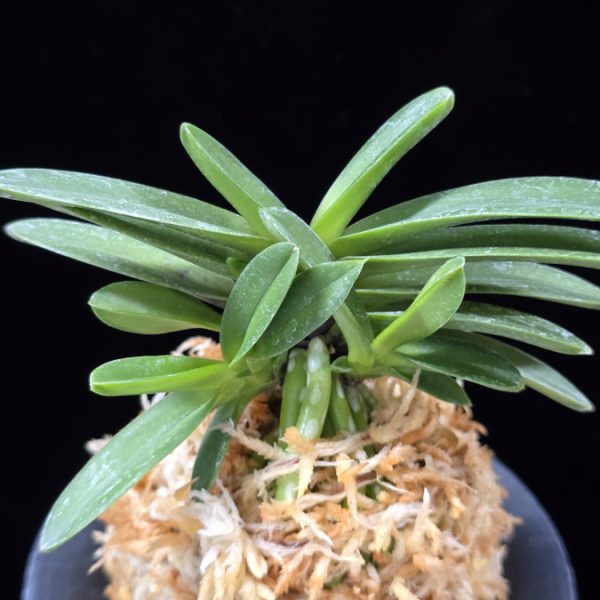 황옥 黃玉 Hwangok