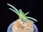 주홍성 朱紅星 Juhongseong