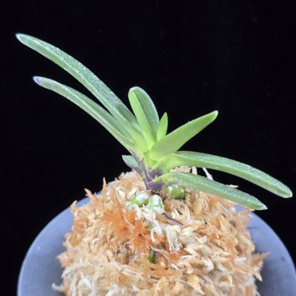 주홍성 朱紅星 Juhongseong