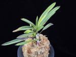 대하 大河 Daeha(Taiga) (Ruby root)