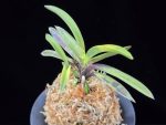 대하 大河 Daeha(Taiga) (Ruby root)