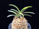 대하 大河 Daeha(Taiga) (Ruby root)