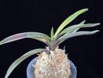 대하 大河 Daeha(Taiga) (Ruby root)