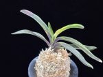 대하 大河 Daeha(Taiga) (Ruby root)