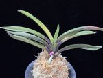 대하 大河 Daeha(Taiga) (Ruby root)