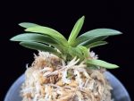 월영금 月影錦 Wolyeonggeum (Ruby root)
