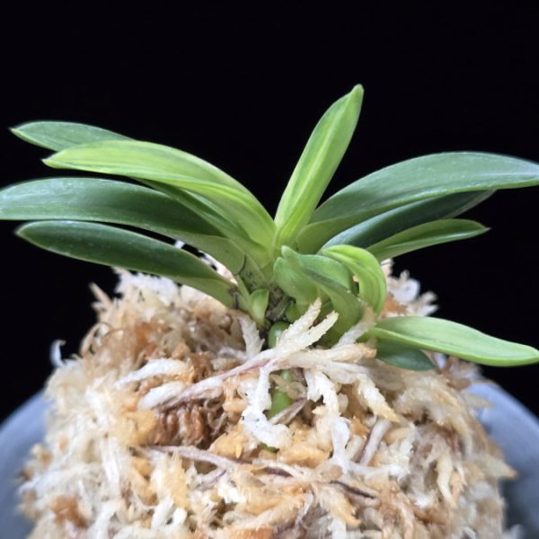 월영금 月影錦 Wolyeonggeum (Ruby root)