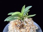 월영금 月影錦 Wolyeonggeum (Ruby root)