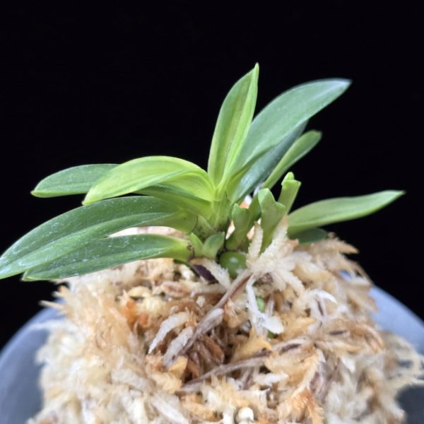 월영금 月影錦 Wolyeonggeum (Ruby root)