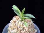 월영금 月影錦 Wolyeonggeum (Ruby root)