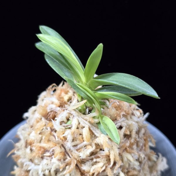 월영금 月影錦 Wolyeonggeum (Ruby root)
