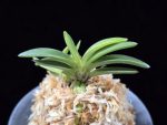 월영금 月影錦 Wolyeonggeum (Ruby root)