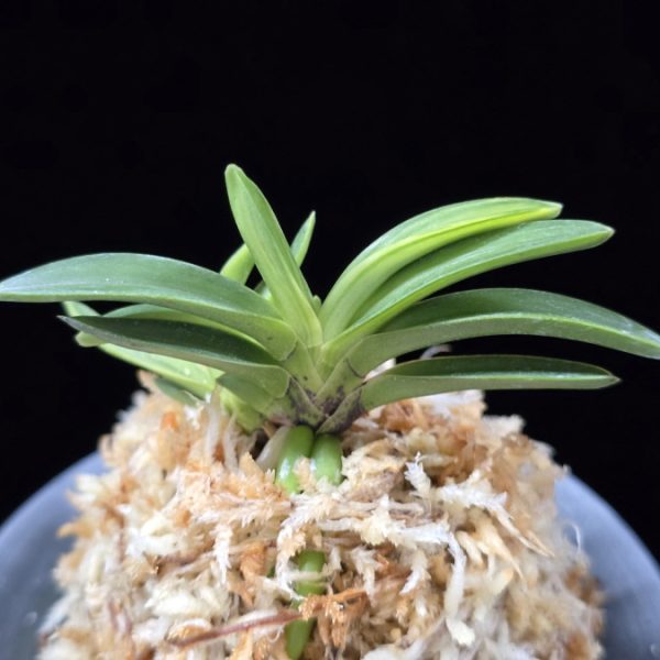 월영금 月影錦 Wolyeonggeum (Ruby root)
