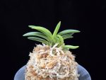 월영금 月影錦 Wolyeonggeum (Ruby root)
