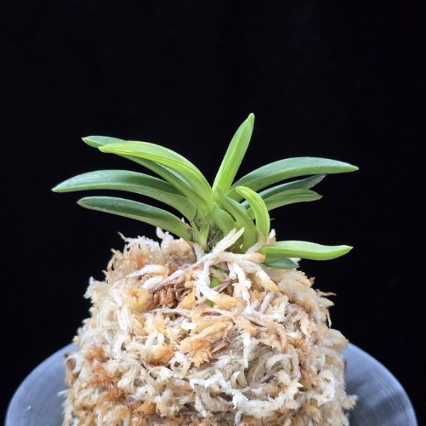 월영금 月影錦 Wolyeonggeum (Ruby root)