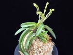 대풍해 大楓海 Daepunghae (Onamiseikai Benikaedae)