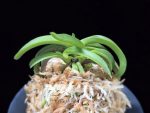 대풍해 大楓海 Daepunghae (Onamiseikai Benikaedae)