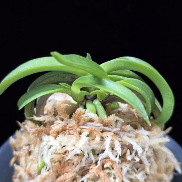 대풍해 大楓海 Daepunghae (Onamiseikai Benikaedae)