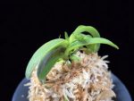 대풍해 大楓海 Daepunghae (Onamiseikai Benikaedae)